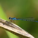 Image of Acanthagrion temporale imported from iNaturalist.