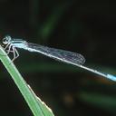 Image of Acanthagrion truncatum imported from iNaturalist.