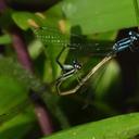 Image of Acanthagrion vidua imported from iNaturalist.