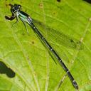 Image of Anisagrion allopterum imported from iNaturalist.