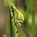 Image of Ceriagrion melanurum imported from iNaturalist.