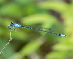 Male Turquoise Bluet