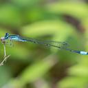 Male Turquoise Bluet