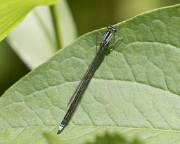 Female Turquoise Bluet