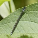 Female Turquoise Bluet