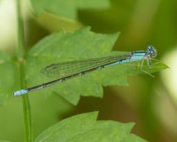 Female Slender Bluet