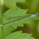 Female Slender Bluet