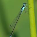 Image of Ischnura cervula imported from iNaturalist.