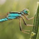 Image of Ischnura fluviatilis imported from iNaturalist.