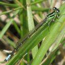 Image of Ischnura perparva imported from iNaturalist.