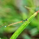 Image of Ischnura rubilio imported from iNaturalist.