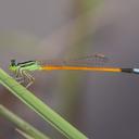 Image of Ischnura rufostigma imported from iNaturalist.