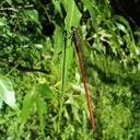 Image of Oxyagrion basale imported from iNaturalist.