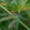 Image of Oxyagrion microstigma imported from iNaturalist.