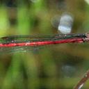 Image of Oxyagrion miniopsis imported from iNaturalist.