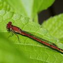 Image of Oxyagrion terminale imported from iNaturalist.