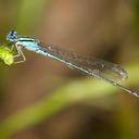 Image of Pseudagrion australasiae imported from iNaturalist.