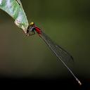 Image of Pseudagrion crocops imported from iNaturalist.