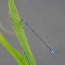 Image of Pseudagrion glaucescens imported from iNaturalist.