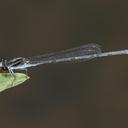 Image of Pseudagrion hypermelas imported from iNaturalist.