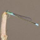 Image of Pseudagrion nubicum imported from iNaturalist.