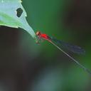 Image of Pseudagrion ustum imported from iNaturalist.