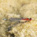 Image of Xanthagrion erythroneurum imported from iNaturalist.