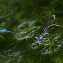 Image of Xiphiagrion cyanomelas imported from iNaturalist.