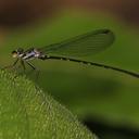 Image of Idiocnemis bidentata