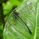 Image of Leptogomphus lansbergei imported from iNaturalist.