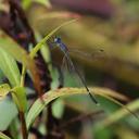 Image of Lestes quercifolia imported from iNaturalist.