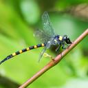 Image of Macrogomphus quadratus imported from iNaturalist.