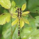 Image of Neogomphus bidens imported from iNaturalist.