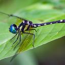 Image of Tetrathemis platyptera imported from iNaturalist.