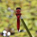 Image of Urothemis aliena imported from iNaturalist.