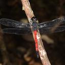 Image of Agrionoptera similis imported from iNaturalist.