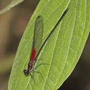 Image of Hetaerina miniata imported from iNaturalist.