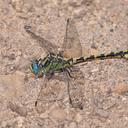 Image of Ophiogomphus morrisoni imported from iNaturalist.