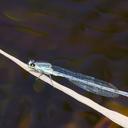 Image of Pseudagrion spernatum imported from iNaturalist.