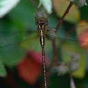 Image of Cephalaeschna orbifrons imported from iNaturalist.