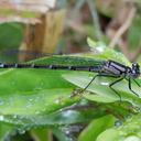 Image of Enallagma circulatum imported from iNaturalist.