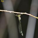 Image of Lestes japonicus imported from iNaturalist.