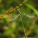 Image of Lestes temporalis imported from iNaturalist.