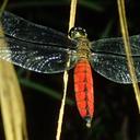 Image of Lyriothemis elegantissima imported from iNaturalist.