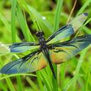 Image of Rhyothemis fuliginosa imported from iNaturalist.