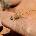 Image of Onychogomphus costae imported from iNaturalist.