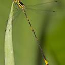 Image of Heteragrion angustipenne imported from iNaturalist.