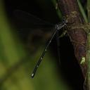 Image of Philogenia raphaella imported from iNaturalist.