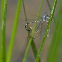 Image of Platycnemis foliacea imported from iNaturalist.