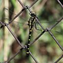 Image of Sieboldius albardae imported from iNaturalist.